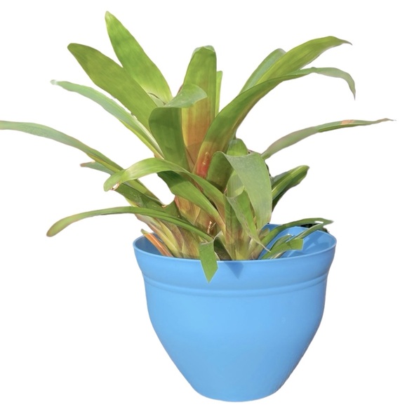 🫐 NWT Periwinkle Blue 10” Planter Flower Pot - Picture 1 of 10